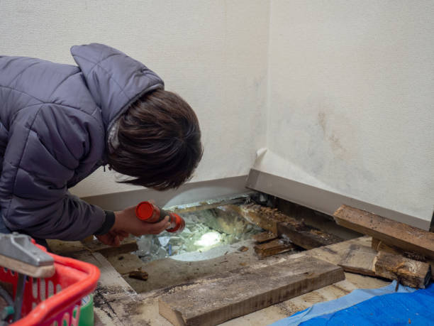 Best Real Estate Mold Inspection  in Glespie, IL