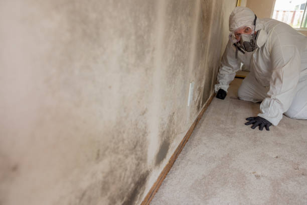 Best Mold Remediation for Healthcare Facilities  in Glespie, IL